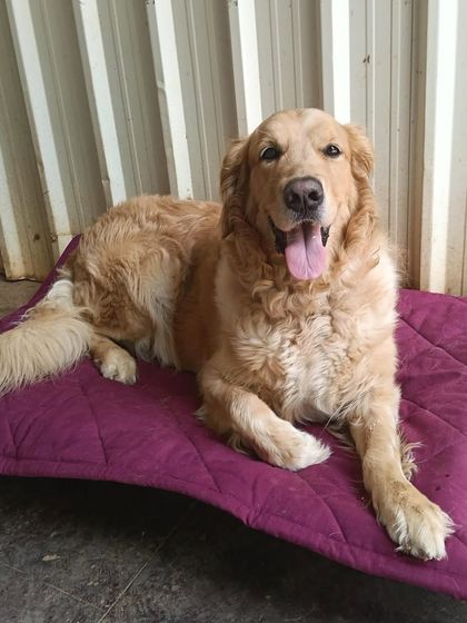 Stay - Dog Daycare Quiet Time & Cozy Naps photo 6