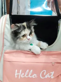 Pet Supplies