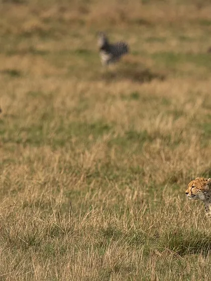 A wider perspective of the cheetah stalking its prey. Sometimes, showing the environment and the distance between predator and prey builds more tension than a close-up.