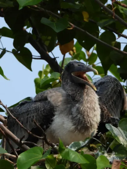 Scenes from Stork Haven, where generations of painted storks and pelicans have nested. We explore this unique example of human-bird coexistence.