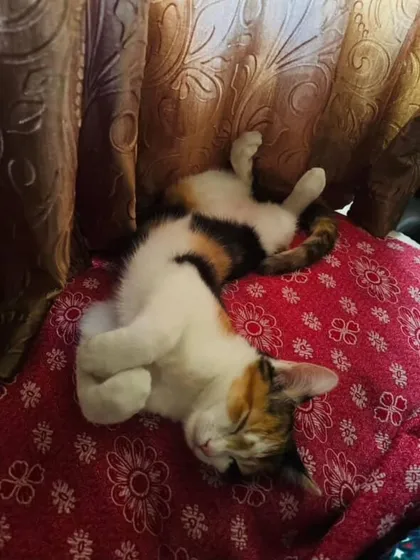 ADOPTED! The two sisters sleeping peacefully, completely safe and cherished in their new home.