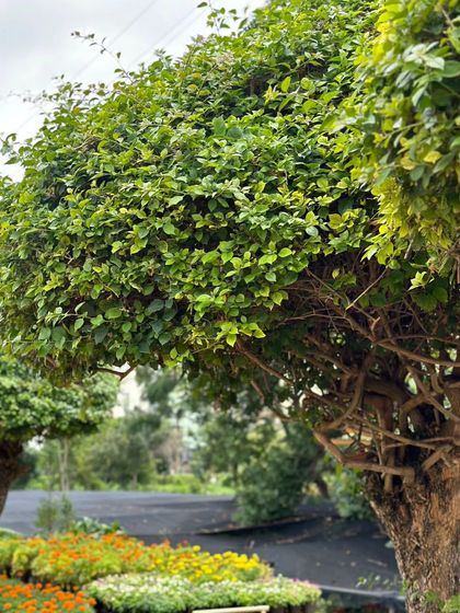 A beautifully shaped tree at our farm, providing a natural umbrella of shade. This is a testament to years of patient pruning and care.