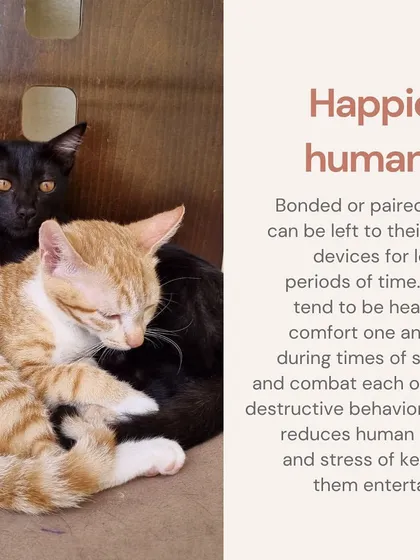 Adopting a bonded pair means happier humans too! They keep each other entertained, reducing the stress on you to be their sole source of stimulation.