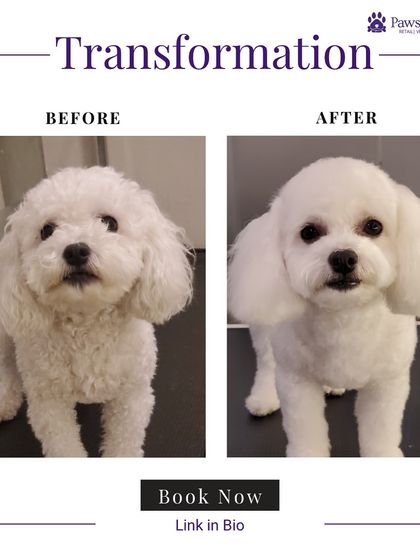PawsnCollars - Pet Grooming & Spa Grooming Transformations: Before & After photo 11