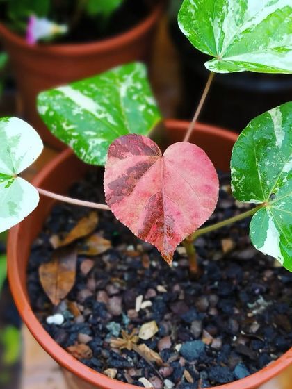 Rare & Collector's Plants photo 41