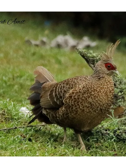 The female Kalij Pheasant is more subtly colored than the male, with intricate brown patterns that provide excellent camouflage on the forest floor. This photo highlights the importance of looking for patterns and shapes in nature.