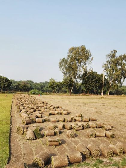 Delhi Gardner - Wholesale Plant & Turf Supply Natural Grass Turf: From Our Farm to Your Project photo 107