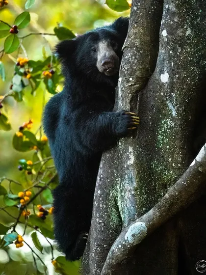 It's not every day you see a Sloth Bear climbing 20 feet up a Strangler Fig tree for a meal. This incredibly rare sighting from Bhadra Tiger Reserve shows the surprising agility of these animals. It’s a unique behavioral shot that would add great value to educational content.