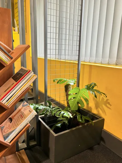 Adding a Monstera Deliciosa to this architecture office brought a touch of the wild indoors. It softens the industrial elements and adds a fresh, positive energy to the creative workspace.