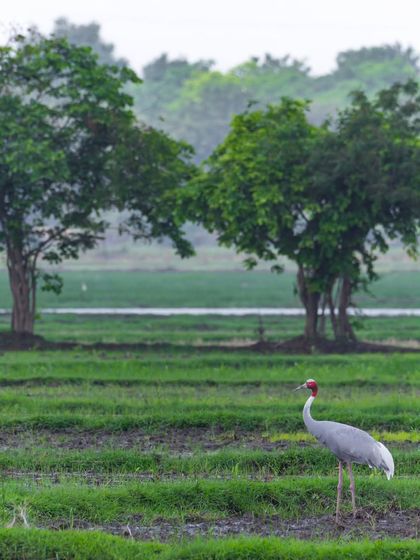 A Sarus Crane stands tall in a monsoon-green field in Gujarat. The trees in the background add depth to the composition, creating a rich, layered image.