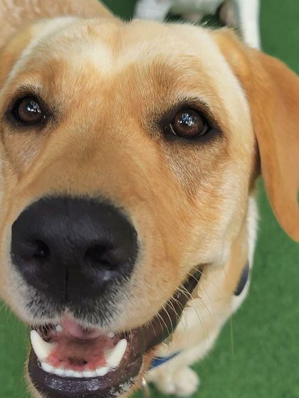 Becky's Bow Wow House - Dog Daycare Happy Faces & Close-Ups photo 20