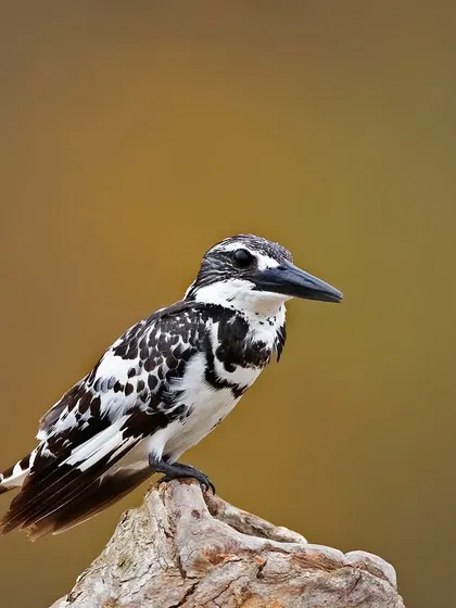 A Pied Kingfisher perched on a log, its sharp black and white plumage standing out against the warm, earthy tones of the background.