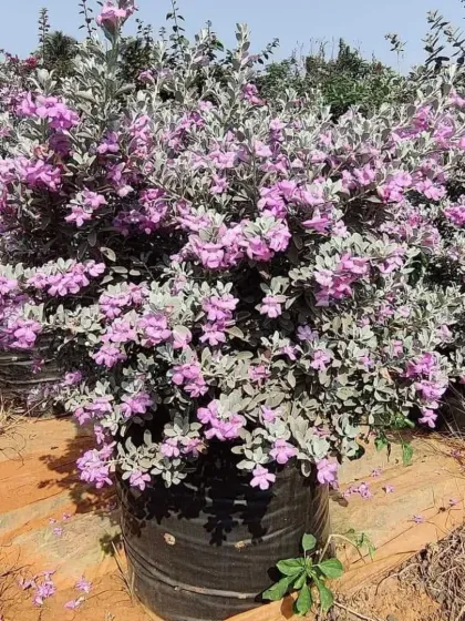 A large stock of Texas Sage (Leucophyllum frutescens), a drought-tolerant shrub that produces beautiful purple flowers.