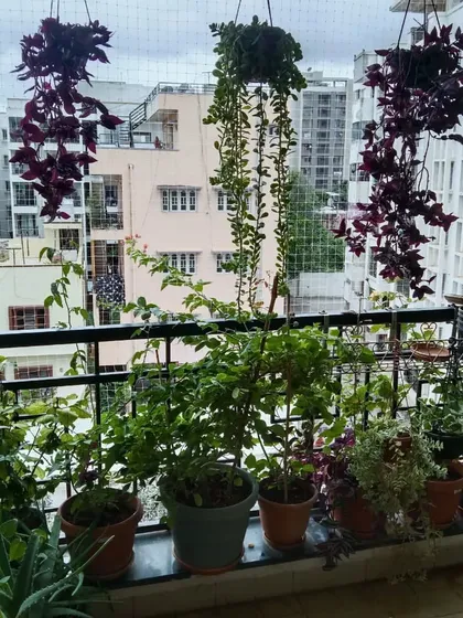A look at a balcony garden we set up in BTM Layout. We used a mix of hanging plants like wandering jew and potted plants to create a dense, green view, even in a high rise apartment.
