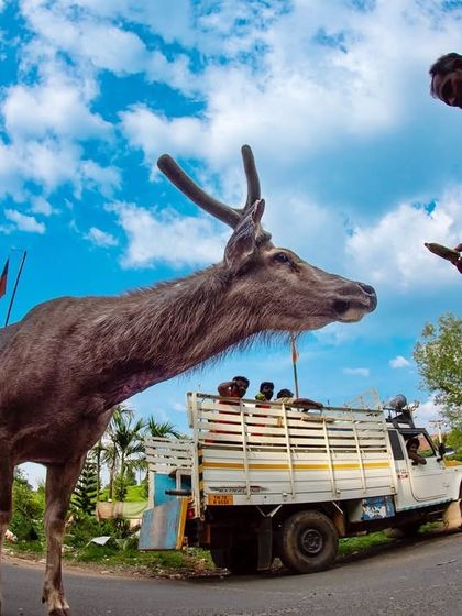 Where Worlds Collide: Human-Wildlife Coexistence photo 3