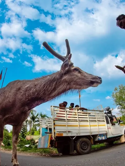 A Sambar deer navigates a busy road, with tourists offering it food. While it may seem harmless, feeding wildlife is dangerous for both the animals and people, leading to habituation and conflict.