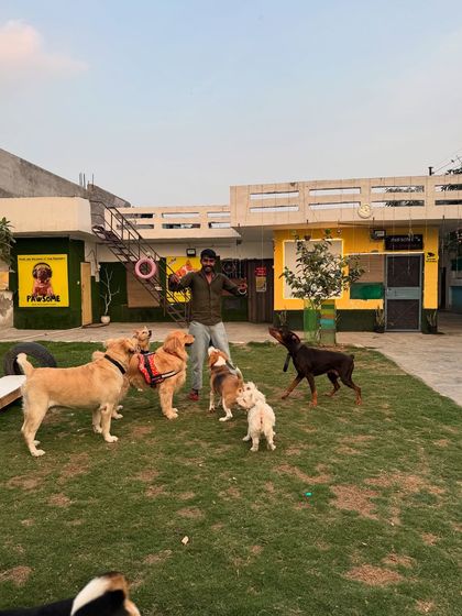 I love getting right in the middle of the action with the dogs. This kind of interaction is key to building trust and making sure everyone feels included in the fun.