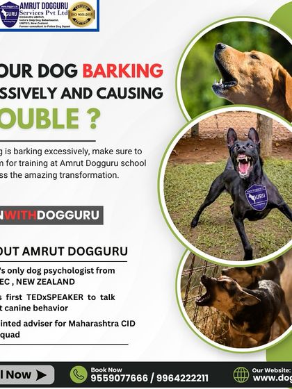 Dog Guru - Dog Behavior & Owner Consultation Tackling Tough Challenges photo 7