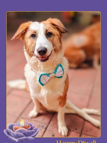 Charlie's Animal Rescue Centre - Animal Rescue & Adoption Life at the Shelter photo 12