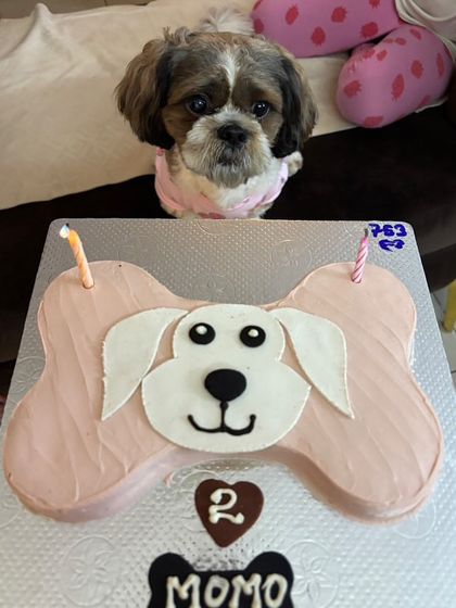 Momo the Shih Tzu posing with her bone-shaped Canine Kisses Cake. We customized it in pink for her second birthday celebration.