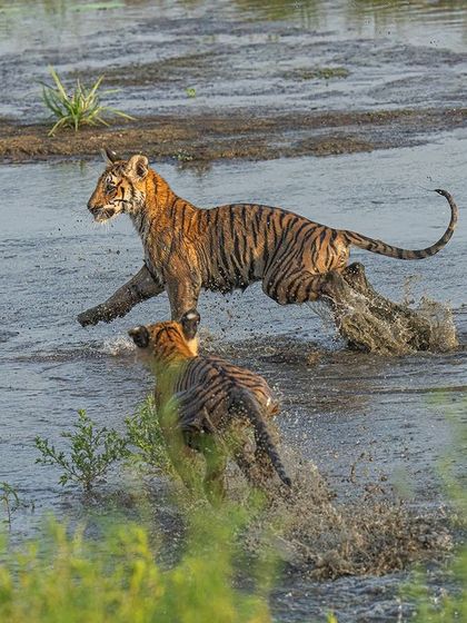 The chase continues. Following two fast-moving subjects requires quick reflexes and a reliable autofocus system that can track them through the water.