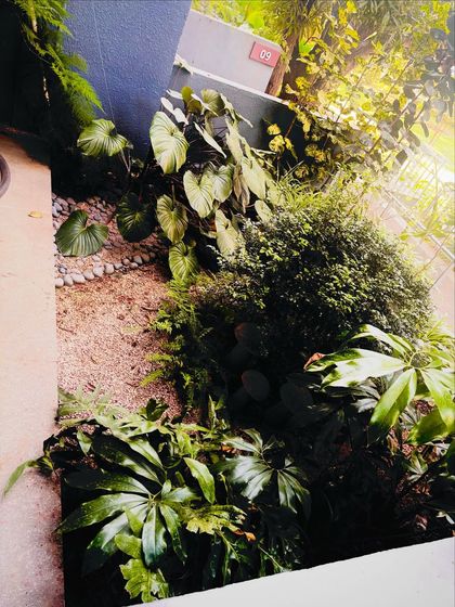 A glimpse of the rich, tropical foliage in this thriving garden. The large leaves of the Homalomena and other plants create a jungle-like feel that is both beautiful and cooling.