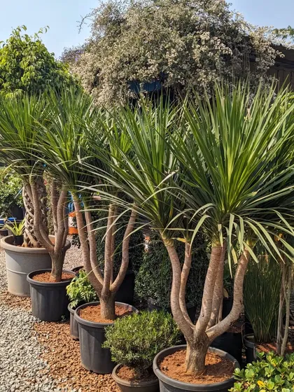 Sourcing the right plants is a critical part of my process. Here are some beautiful, multi-stemmed Dracaena plants I personally selected from a nursery in Pune, ensuring they were healthy and well-formed for an upcoming project.