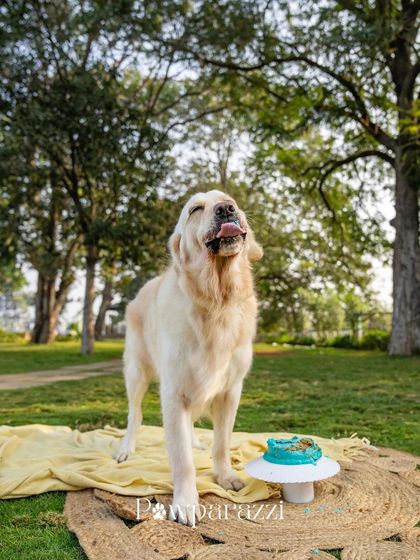 Pawparazzi By Prathima - Pet Milestone Photography Birthday Bashes & Cake Smashes photo 11