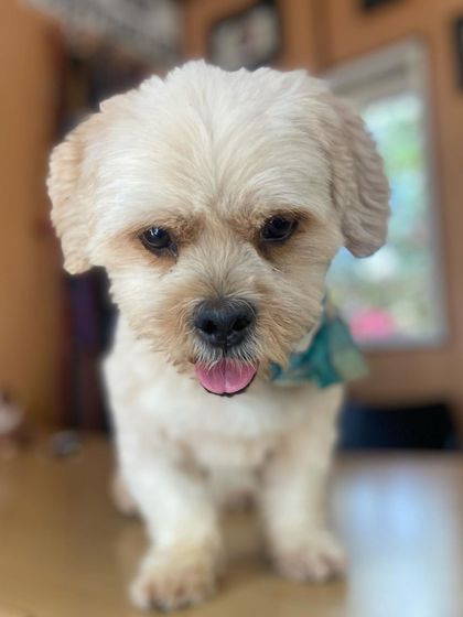 Petspace - Dog Boarding Our Pack Through the Years photo 40