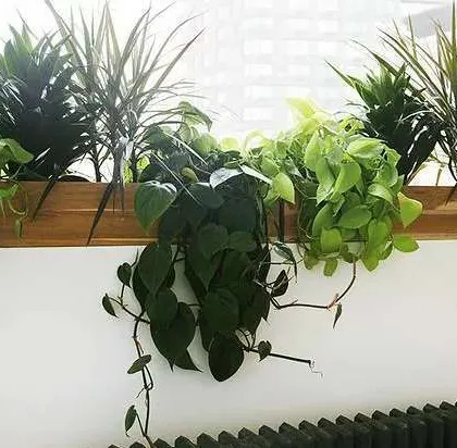 Window sills are the perfect spot for plants. Here, a collection of lush, green creepers and leafy plants are arranged in a simple wooden box, creating a beautiful curtain of green.