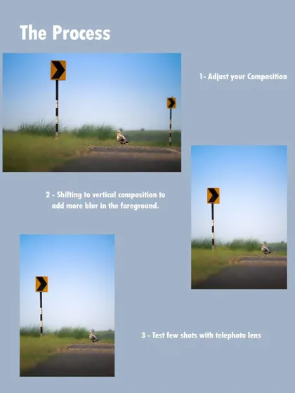 The process for the Egyptian Vulture shot. I started with a horizontal frame, then shifted to a vertical composition to add more foreground blur and tested a few shots with my telephoto lens.