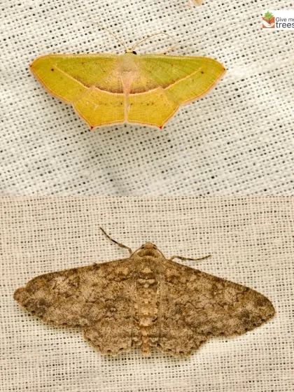 A close-up of two different moth species observed during our National Moth Week screening. Their variety in color and pattern is incredible, with over 160,000 recorded species worldwide.