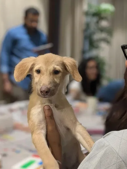 A volunteer holds up a sweet, light-brown indie puppy for the camera at our 'Art with Puppies' event in Bangalore. Every puppy at our events is from a local shelter and looking for a loving home.