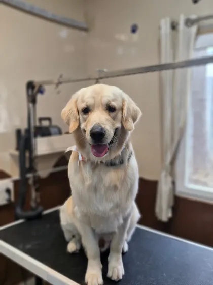 Mamppi Deb - Pet Grooming & Styling Golden Retriever & Large Breed Grooming photo 4