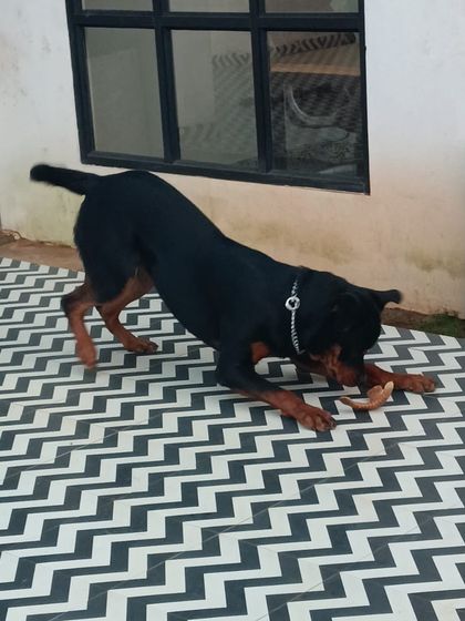 Star Pups - Pet Boarding & Daycare Additional Work & Moments photo 36