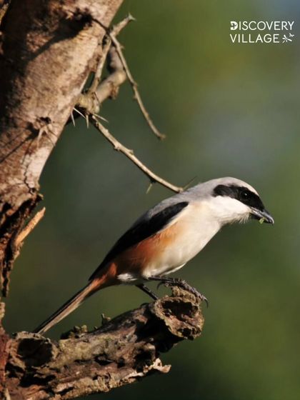 Discovery Village Resorts - Adventure & Outdoor Activities Wildlife & Nature Trails photo 4