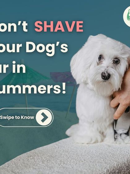 Furever Safe - Mobile Pet Grooming Expert Tips for Pet Parents photo 9