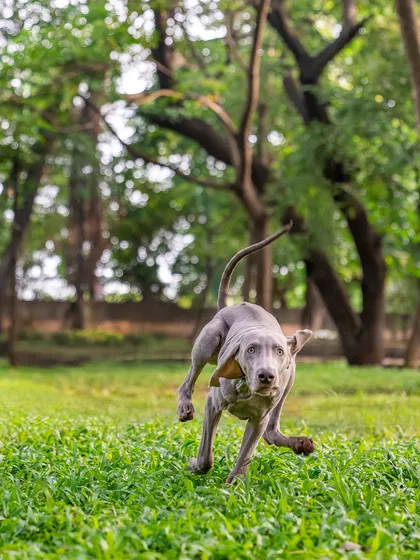 Another shot of Draco the Weimaraner running with abandon, showcasing the incredible energy and goofiness of a puppy at play.
