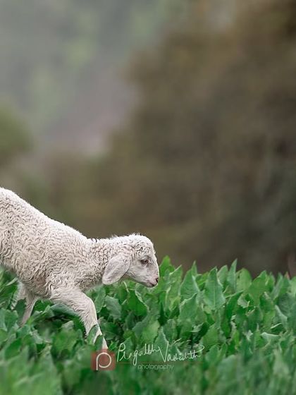 Pragalbh - Commercial Pet Photography On Location: Himalayan Dogs & Livestock photo 18