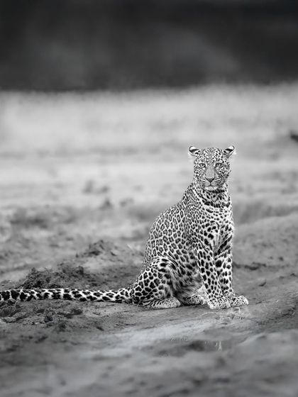 Here, the leopard is a solitary, graceful figure in a vast landscape. The monochrome tones create a sense of timelessness and drama.