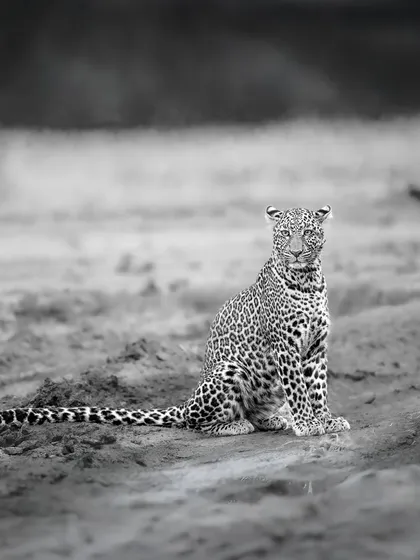 Does monochrome tell a better story? In this image of a young leopard, the lack of color focuses our attention on its curious expression and the texture of the earth, creating a simple yet powerful narrative.