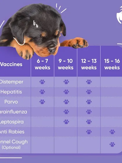 For new puppy parents, this vaccination schedule is an essential guide. It clearly lays out which vaccines like Distemper, Parvo, and Anti Rabies are needed and at what age, from 6 weeks to 16 weeks. Following this schedule is the first step in ensuring a long, healthy life for your new family member.