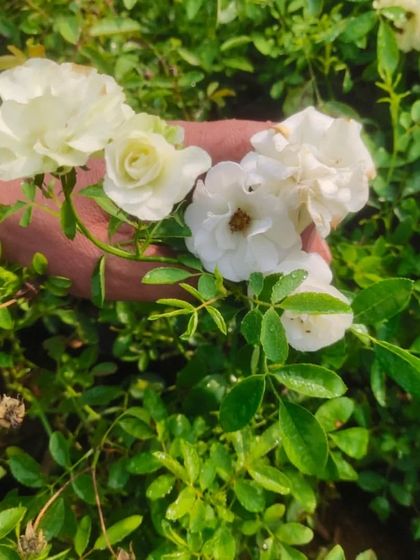 A bunch of delicate white miniature roses from my nursery. These are perfect for small pots or as a ground cover.