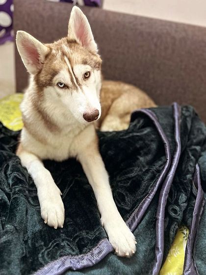 PL Paws - Animal Rescue & Rehabilitation Happy Tails: Our Adoption Stories photo 22