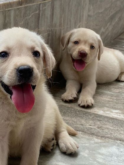 The playful and happy nature of my Labrador puppies shines through in this photo.