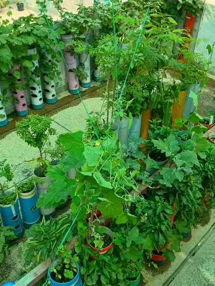 A full view of a large terrace garden setup. A combination of vertical towers and other planters creates a diverse and thriving green space.