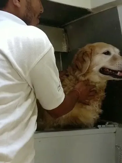 One of our groomers gives a reassuring touch to a Golden Retriever inside the van. Building trust and ensuring your dog feels secure is a key part of our grooming service.