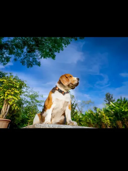 This is the full, uncropped version of Scamp's majestic portrait, showcasing the entire composition of my stubborn but very photogenic model against the sky.