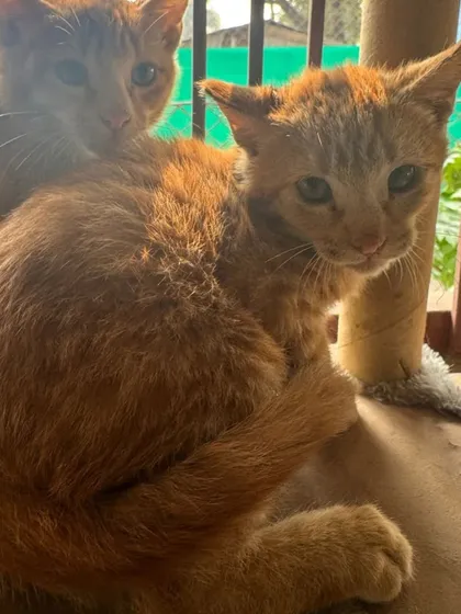 Two ginger brothers waiting for the new year in a new home. They are curious, playful, and love to snuggle up together for naps.