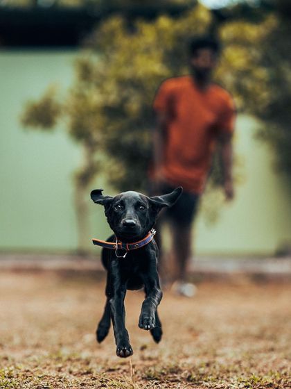 Another shot of Bhairavi the Lab pup mid-flight. Her ears flying back and all four paws off the ground is a perfect picture of puppy energy.